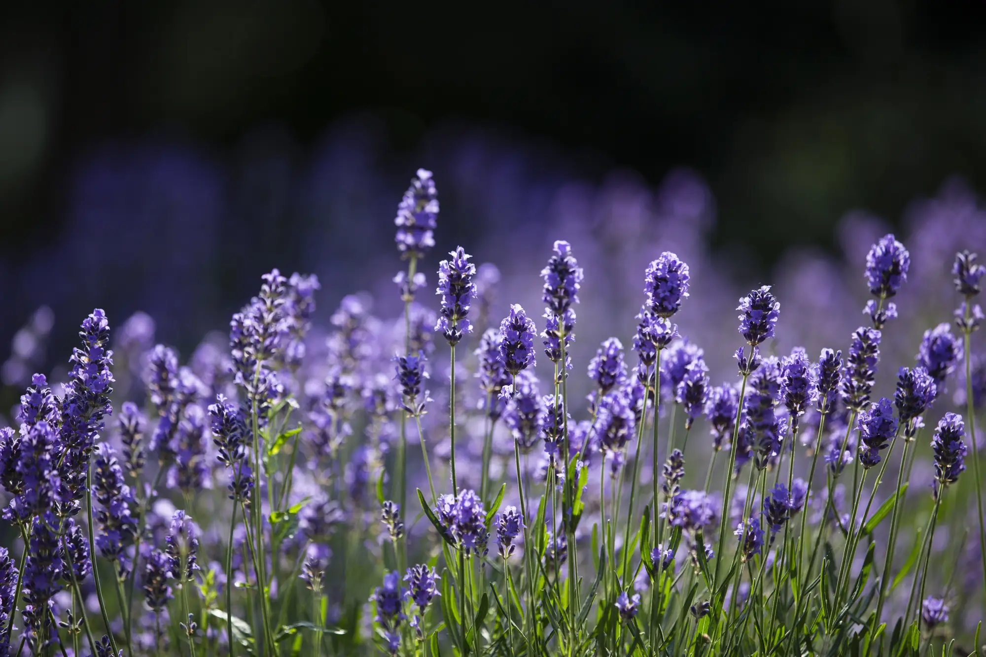 landscaping business marketing photography