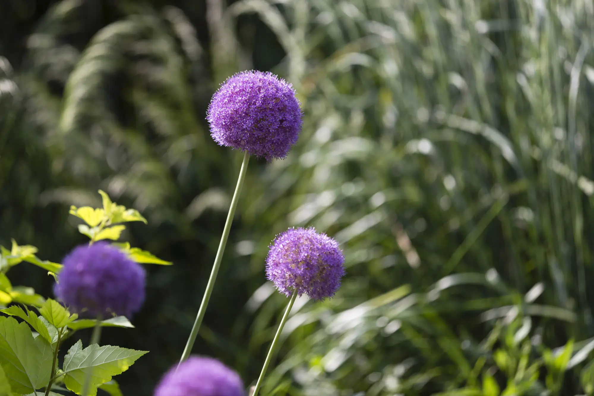 landscaping business marketing photography