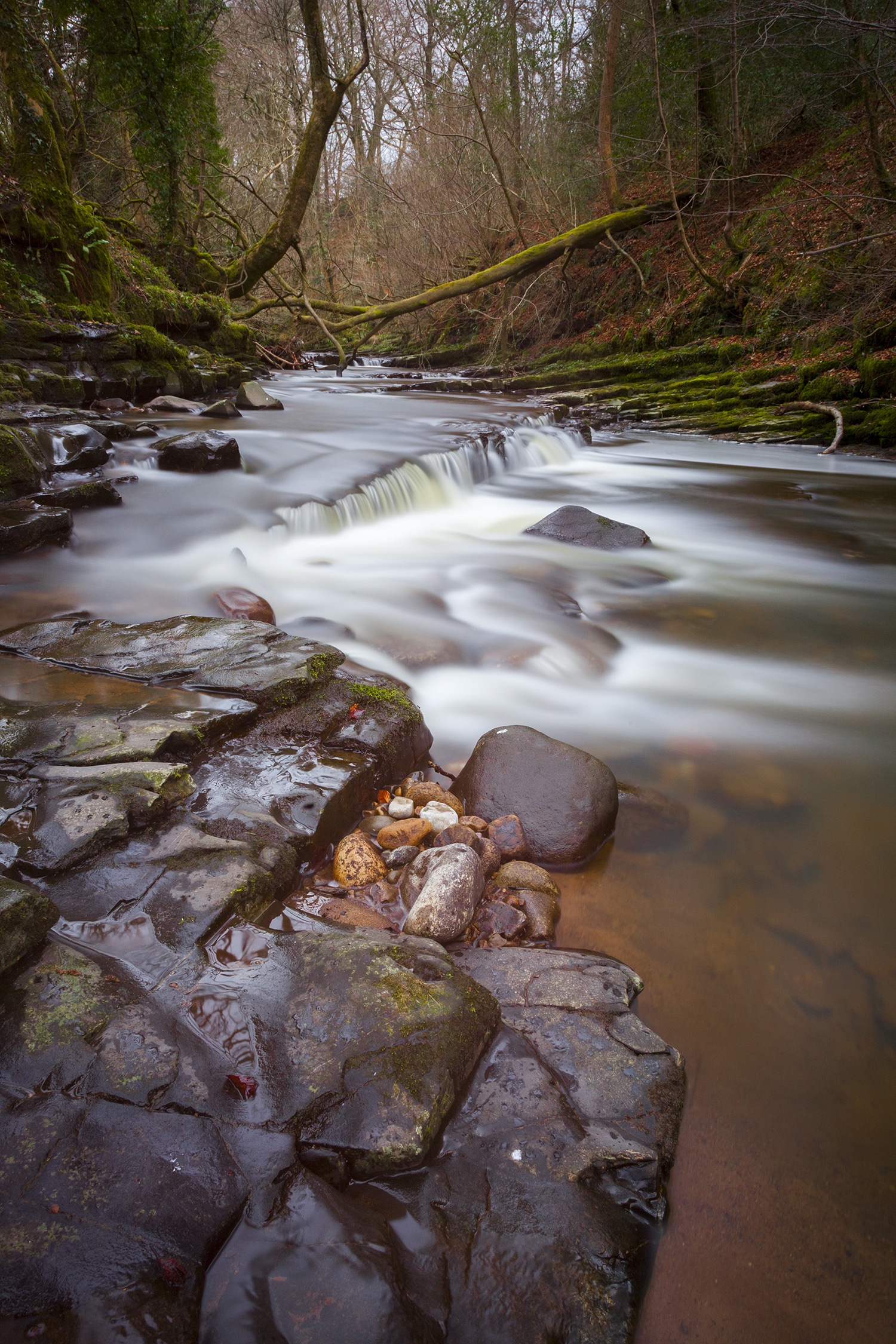 Brock Bottoms Portrait | Forest Of Bowland Landscapes Photography Autumn