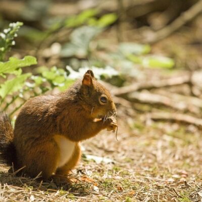 Red Squirrel Colour Photograph Landscapes Photography British Countryside