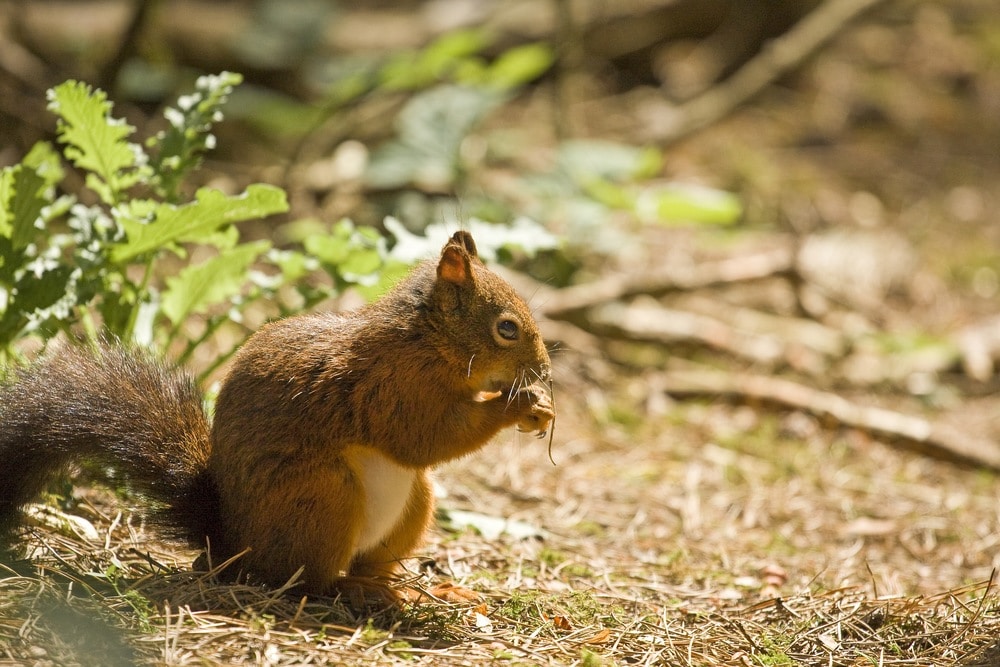 Red Squirrel Colour Photograph Landscapes Photography British Countryside