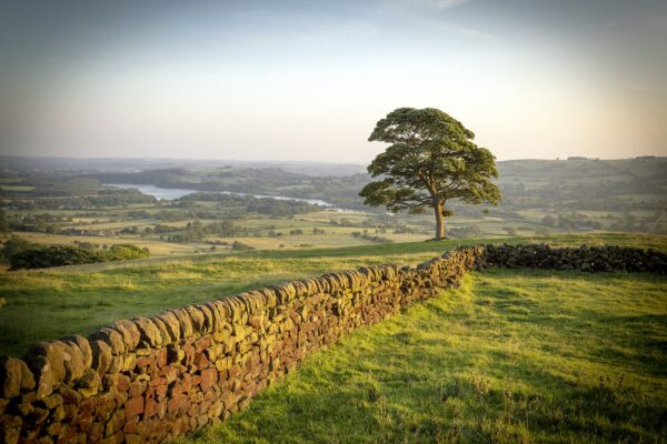 Peak District ‘Tree’ Colour Photograph Peak District Landscapes Clouds 2