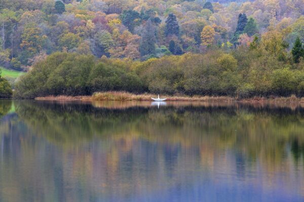 ‘Swan’ Elterwater Reflections, Lake District Lake District Landscapes Autumn 2