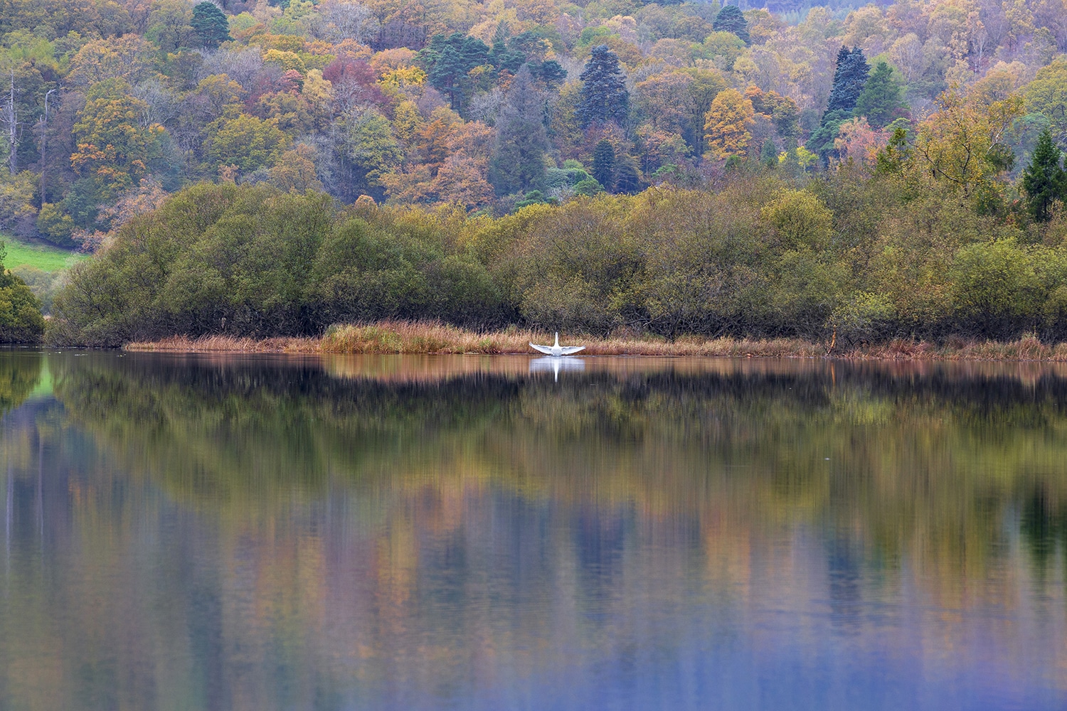 ‘Swan’ Elterwater Reflections, Lake District Lake District Landscapes Autumn