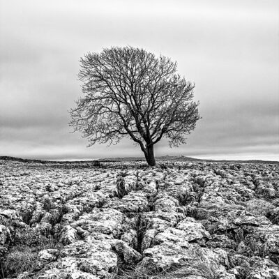 Malham Tree and Limestone Pavement Yorkshire Landscapes Black and White