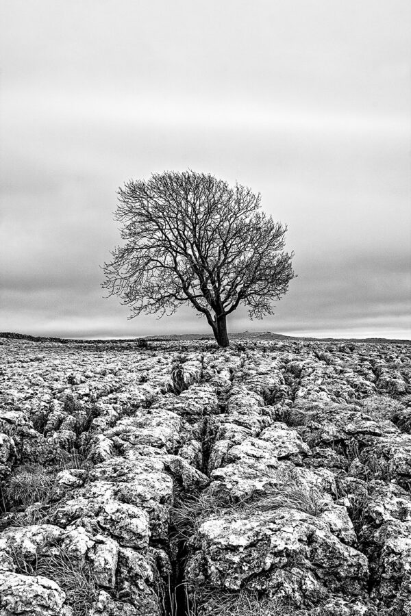 Malham Tree and Limestone Pavement Yorkshire Landscapes Black and White 2