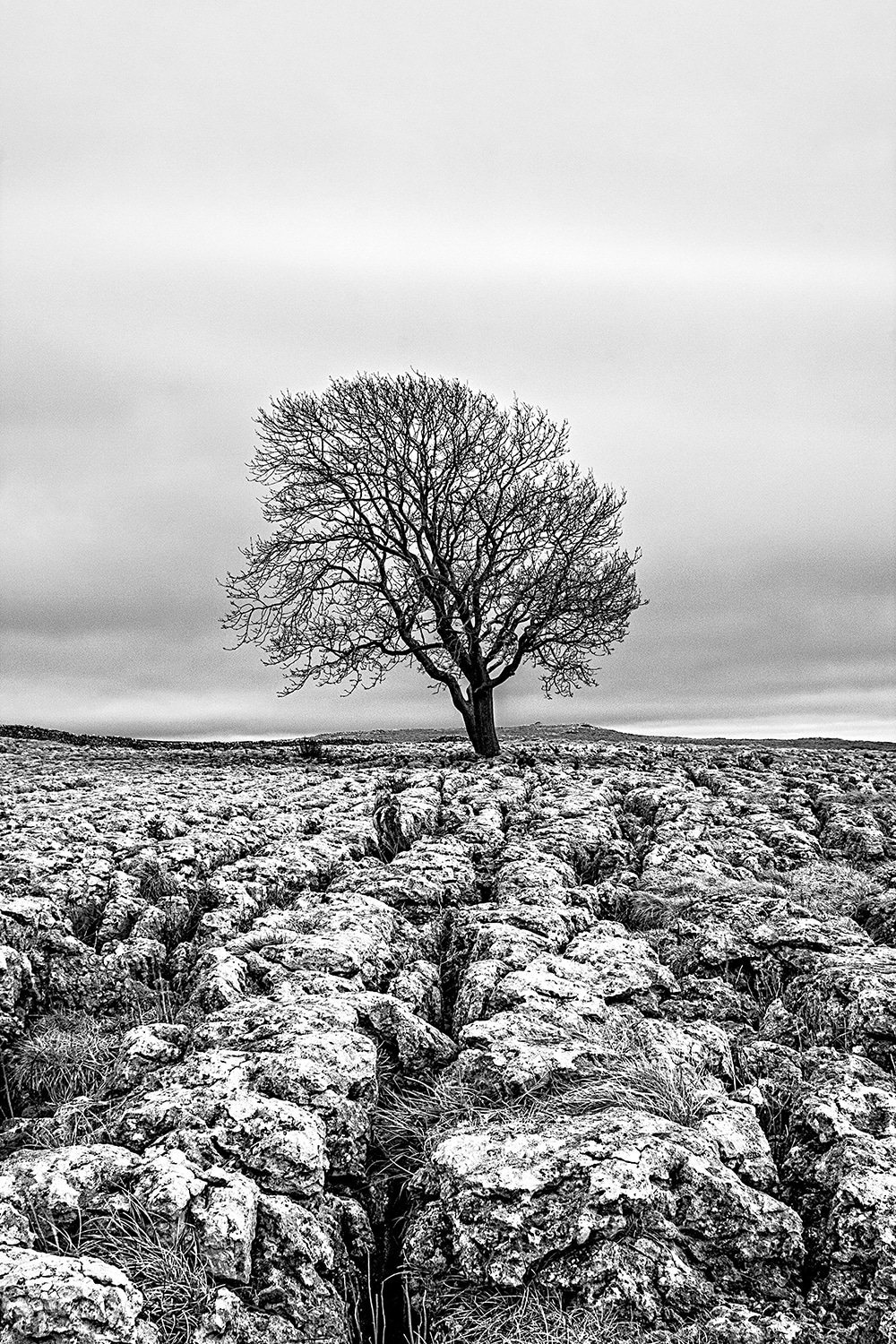 Malham Tree and Limestone Pavement Yorkshire Landscapes Black and White