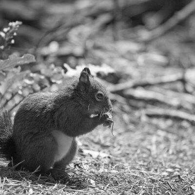 Red Squirrel at Formby Black and White Landscapes Photography Black and White