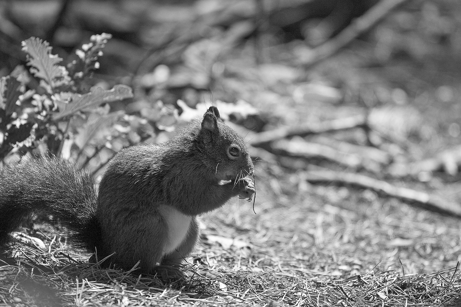 Red Squirrel at Formby Black and White Landscapes Photography Black and White