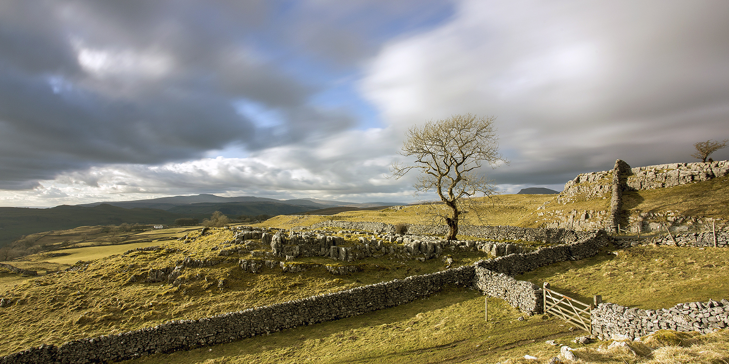 Yorkshire Dales, Lone Tree Yorkshire Landscapes colour