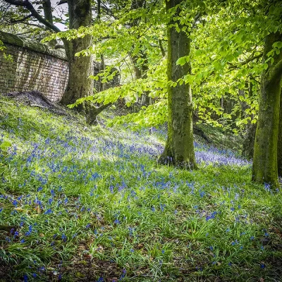 Bluebells and Woodland Landscapes Photography Bluebells