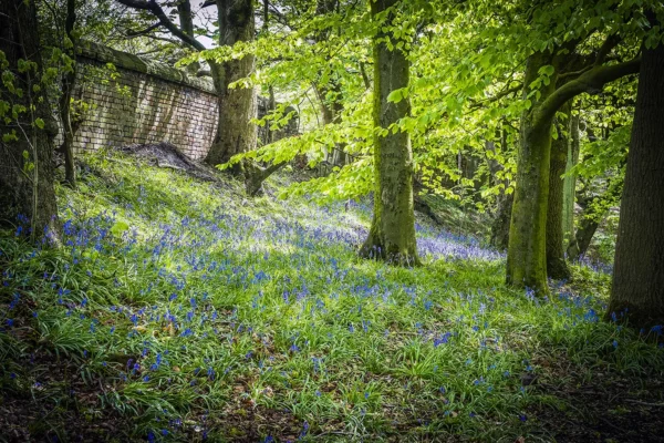 Bluebells and Woodland Landscapes Photography Bluebells 2