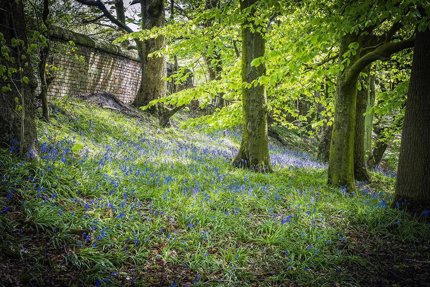 Bluebells and Woodland Landscapes Photography Bluebells 2