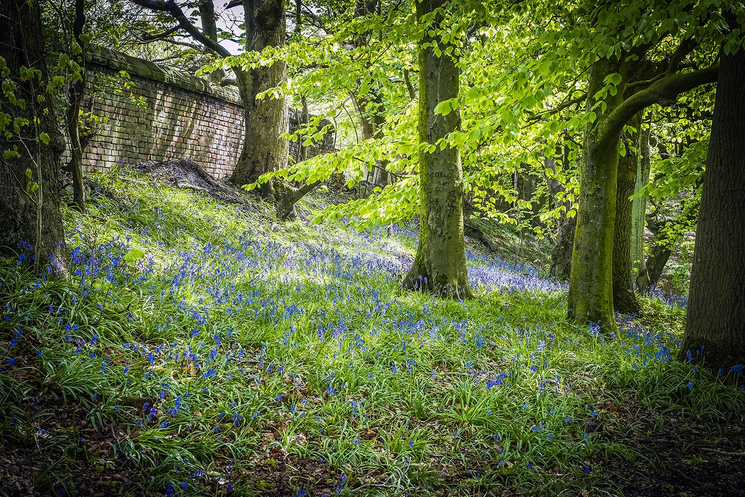 Bluebells and Woodland Landscapes Photography Bluebells