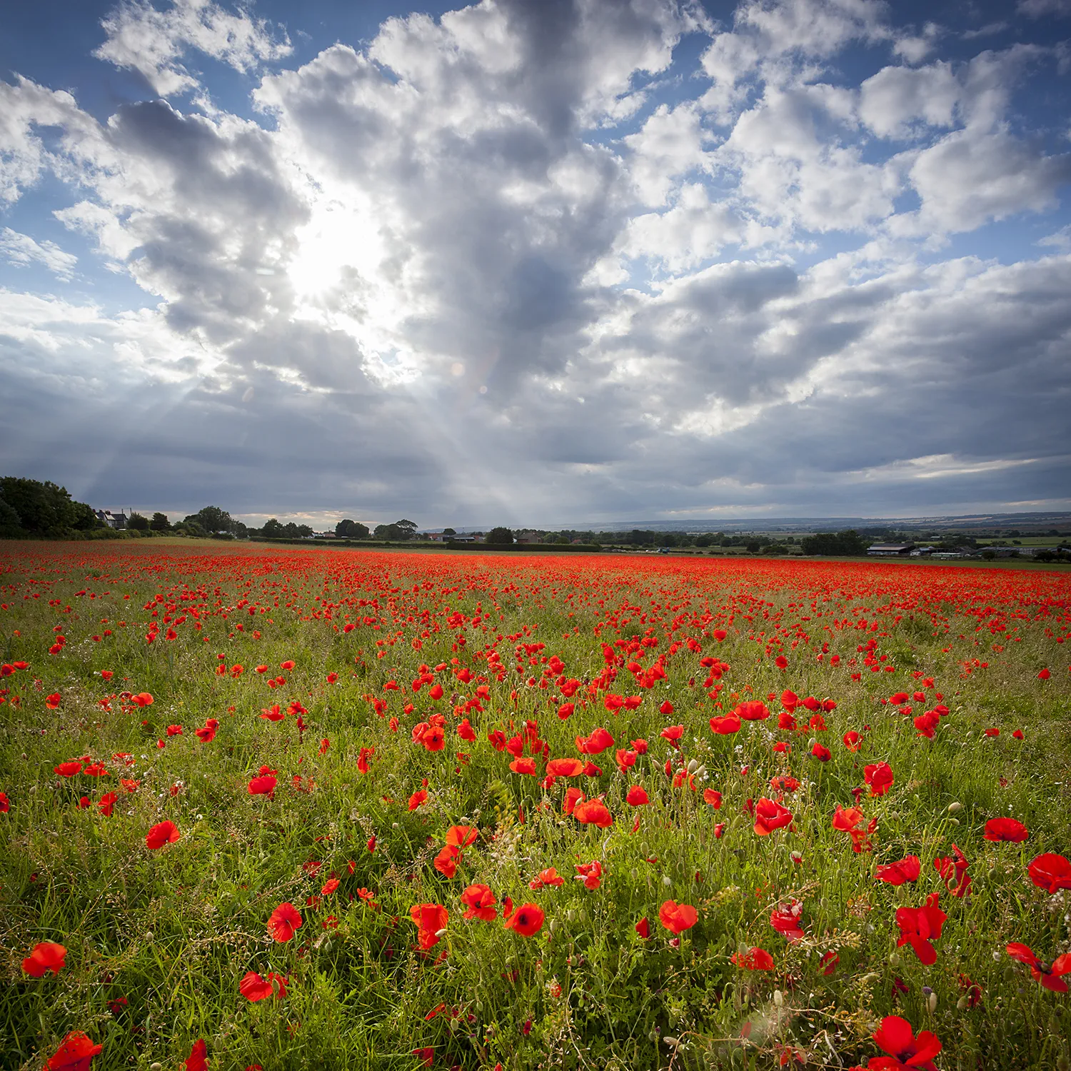 Poppy Field Yorkshire Yorkshire Landscapes Clouds