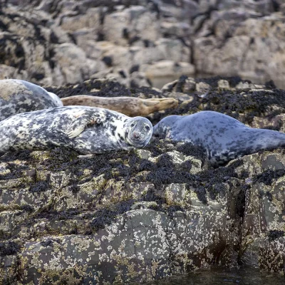 Farne Islands Grey Seals Northumberland Coastal Landscapes Beach