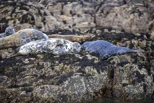 Farne Islands Grey Seals Northumberland Coastal Landscapes Beach 2