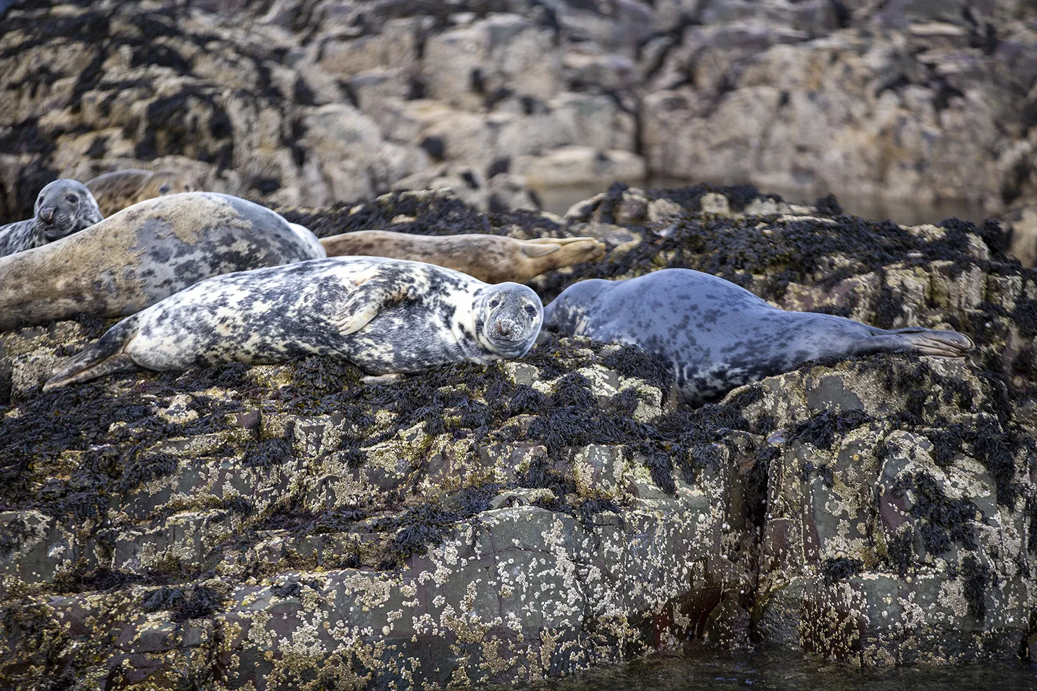 Farne Islands Grey Seals Northumberland Coastal Landscapes Beach