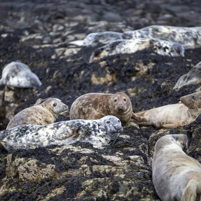 Farne Islands Grey Seals Coastal Landscapes Beach