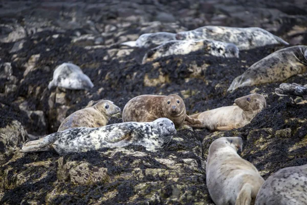 Farne Islands Grey Seals Coastal Landscapes Beach 2