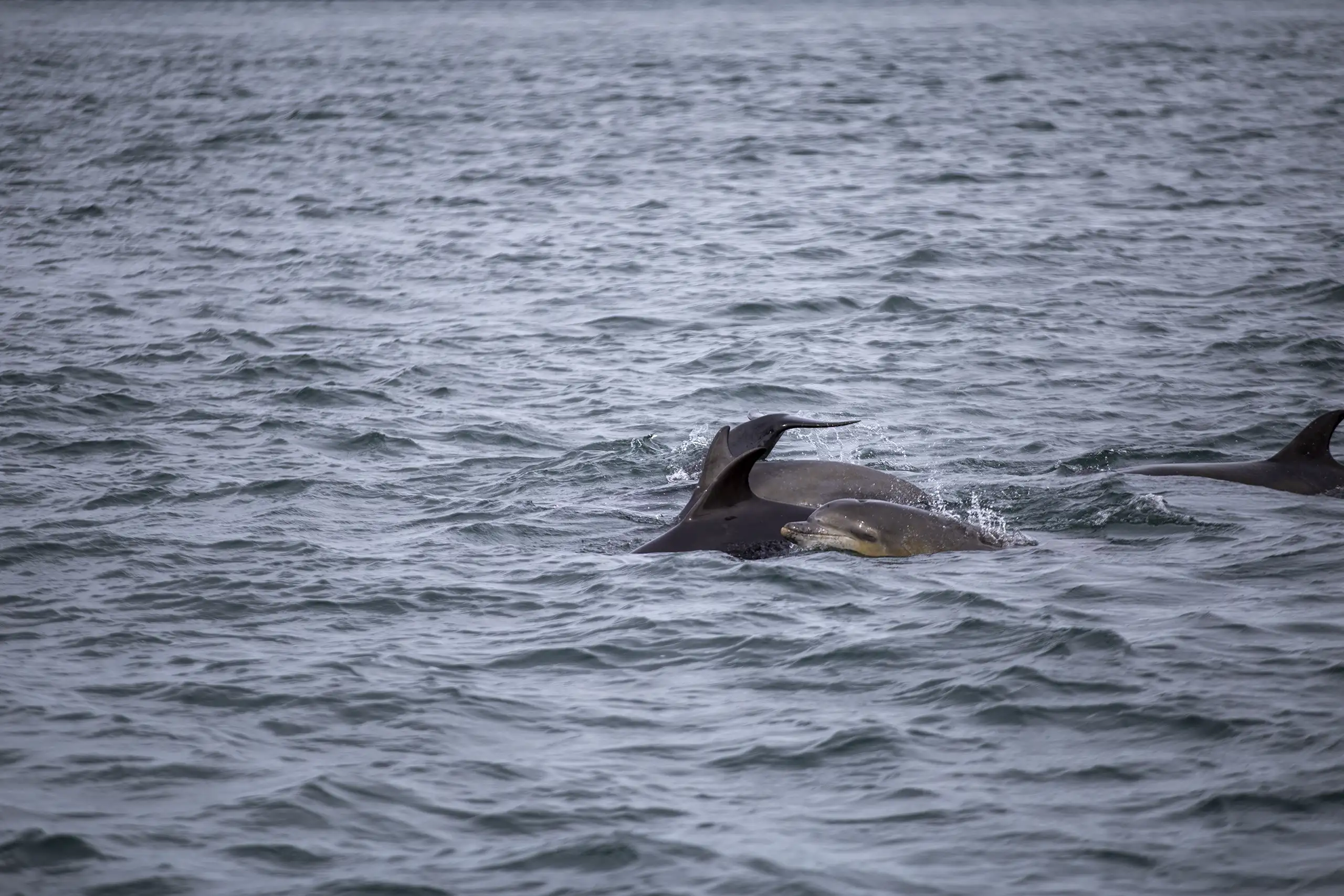 Pod of dolphins