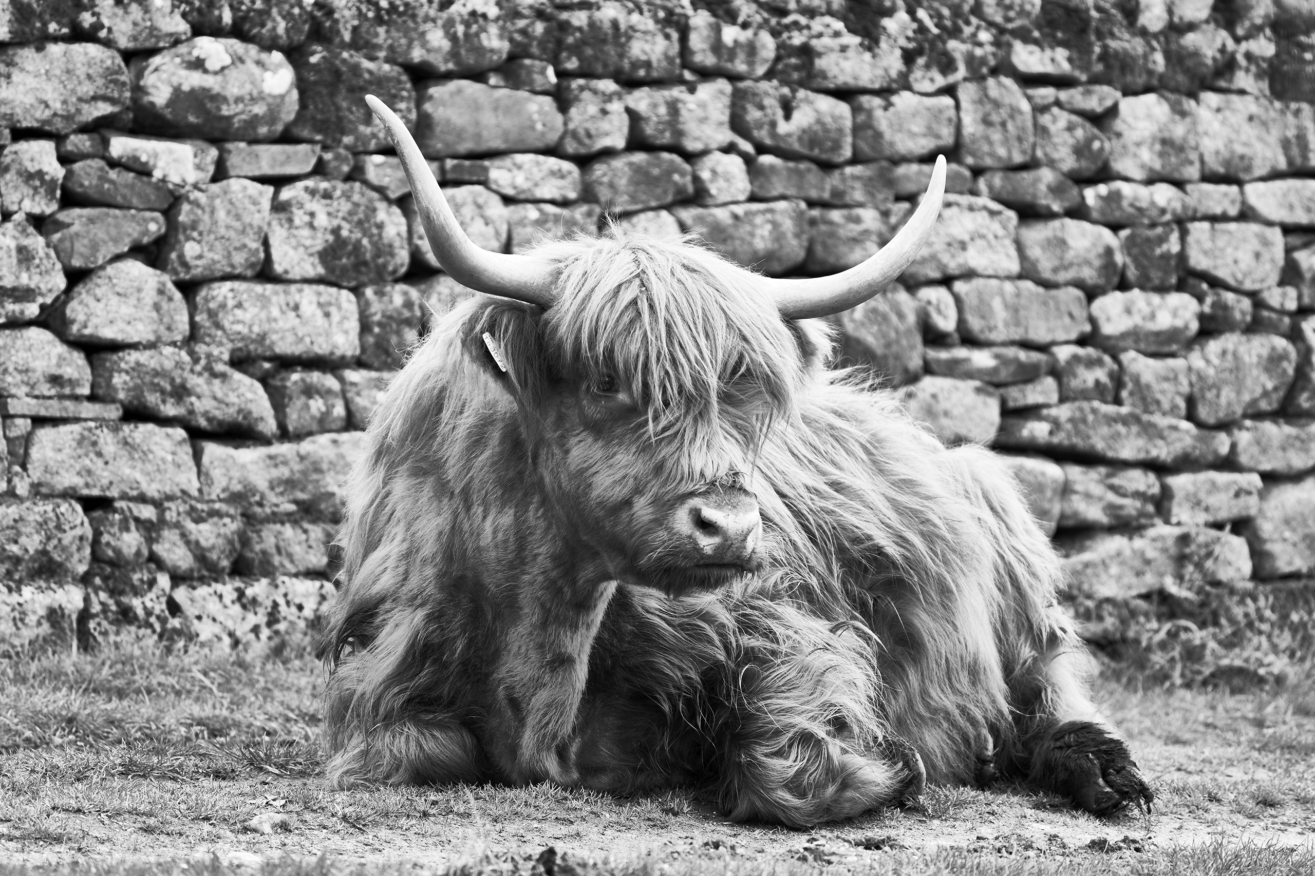 Highland Cow Black and White Photo Peak District Landscapes Black and white print