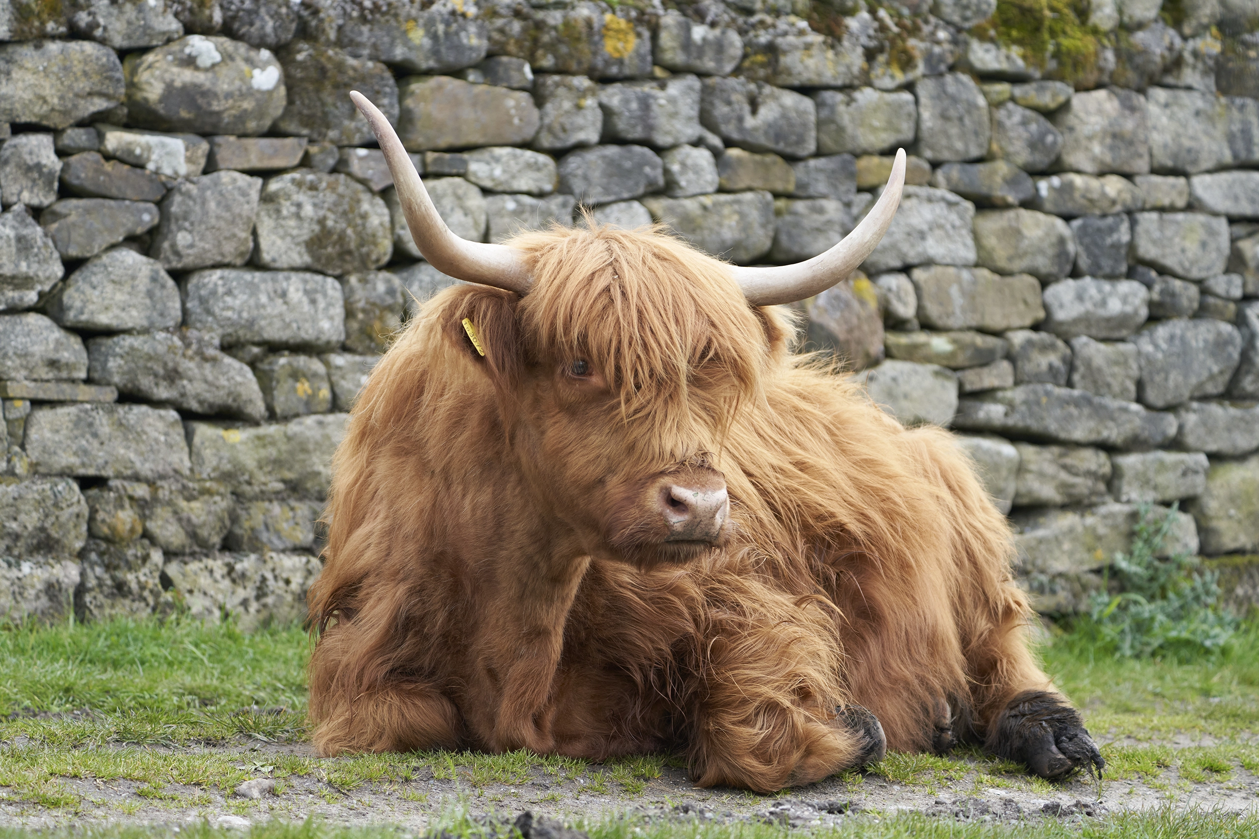 Highland Cow Colour Photograph Peak District Peak District Landscapes Canvas