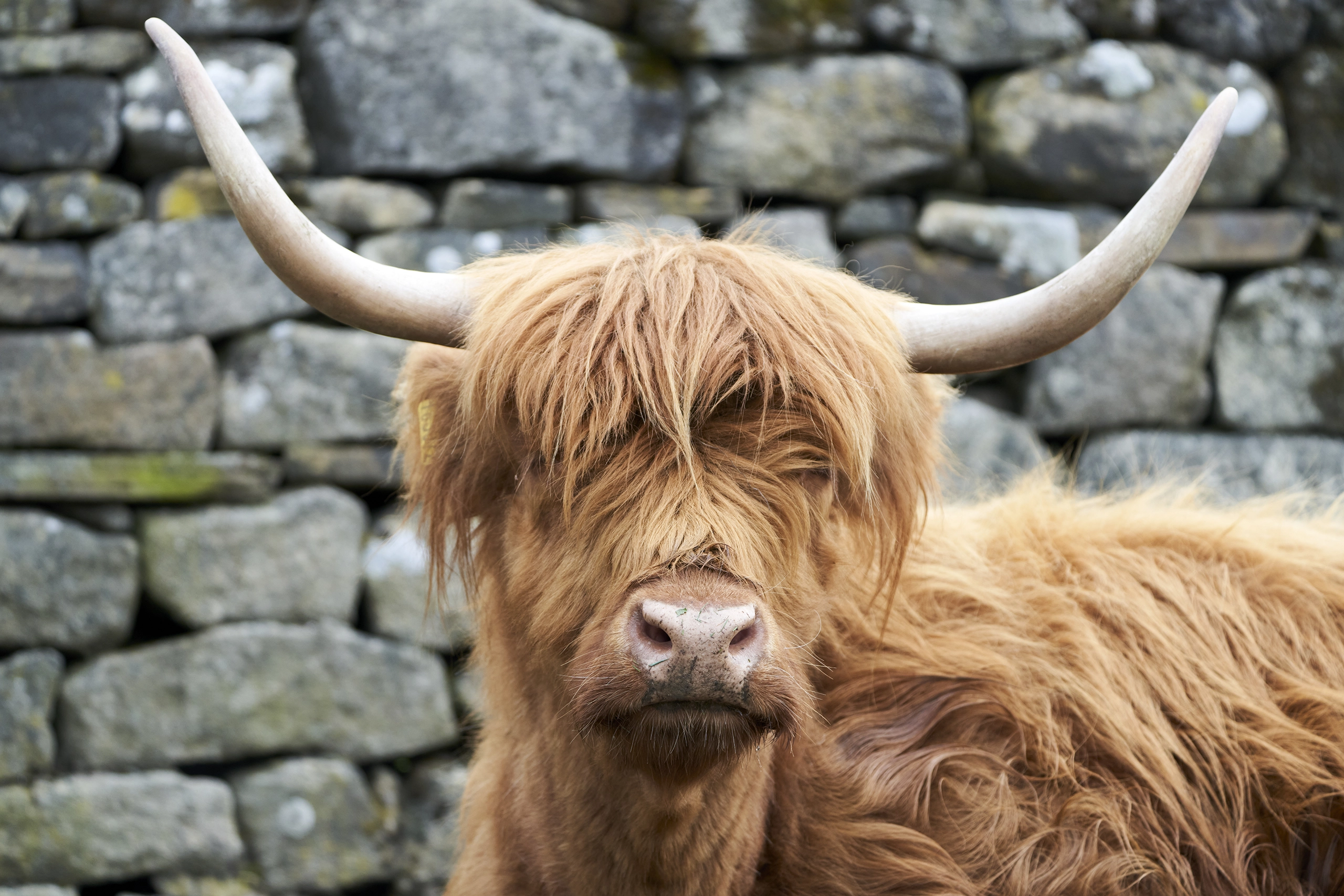 Highland Cow Close Up Colour Photograph Peak District Landscapes Canvas