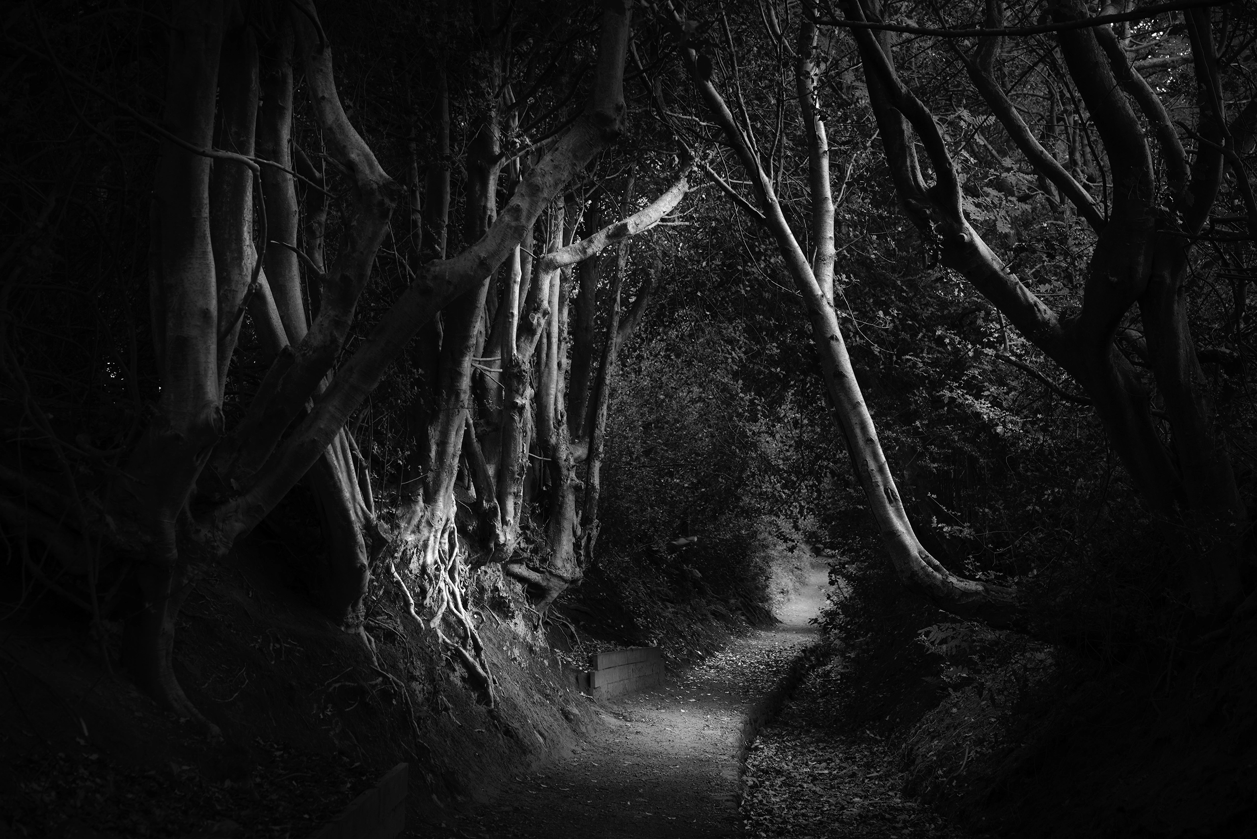 Woodland Walk Edale, A black and white Photographic Print Peak District Landscapes Black and white print