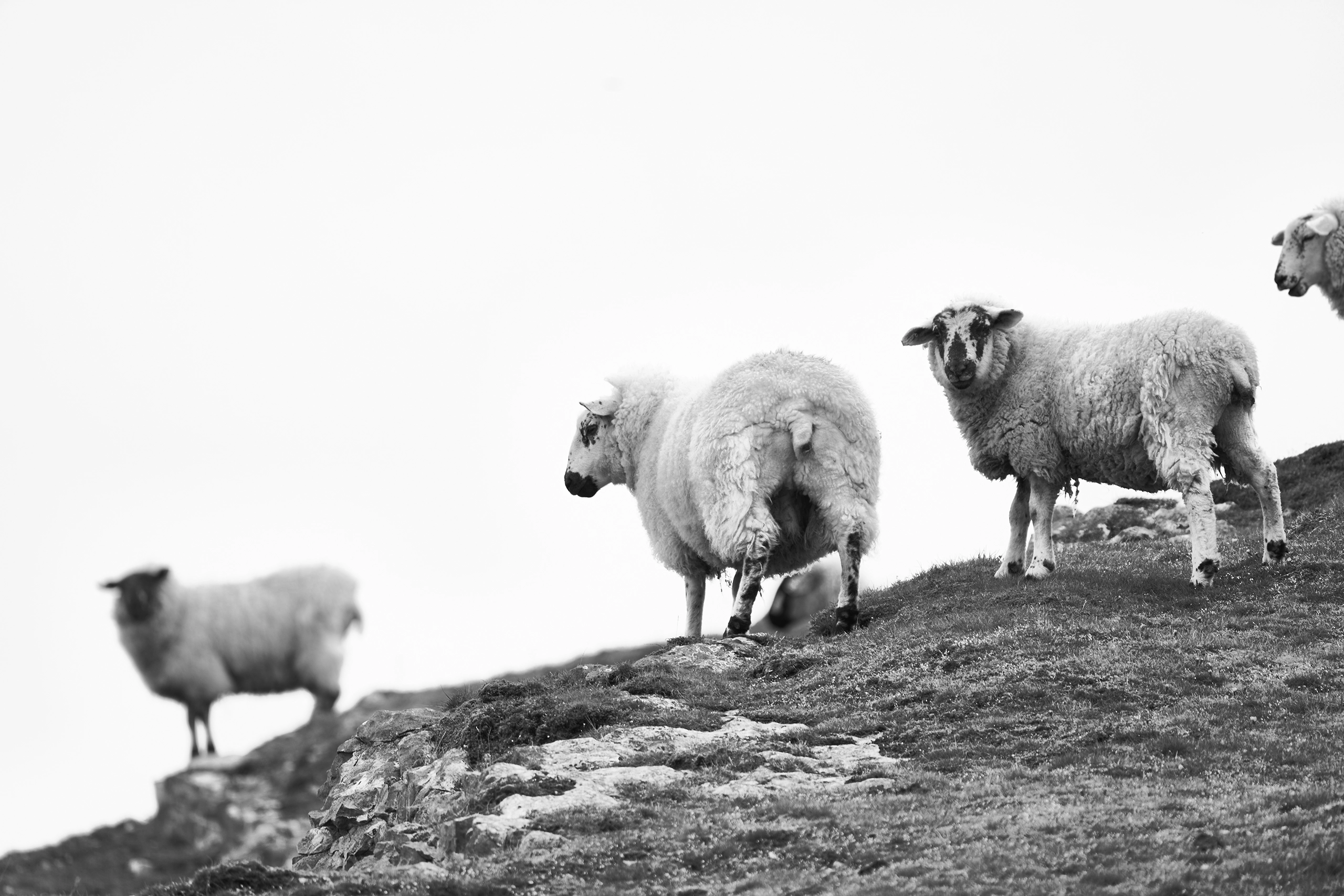 ‘Woolly Walk’ Sheep in the Peak District Peak District Landscapes Black and white print