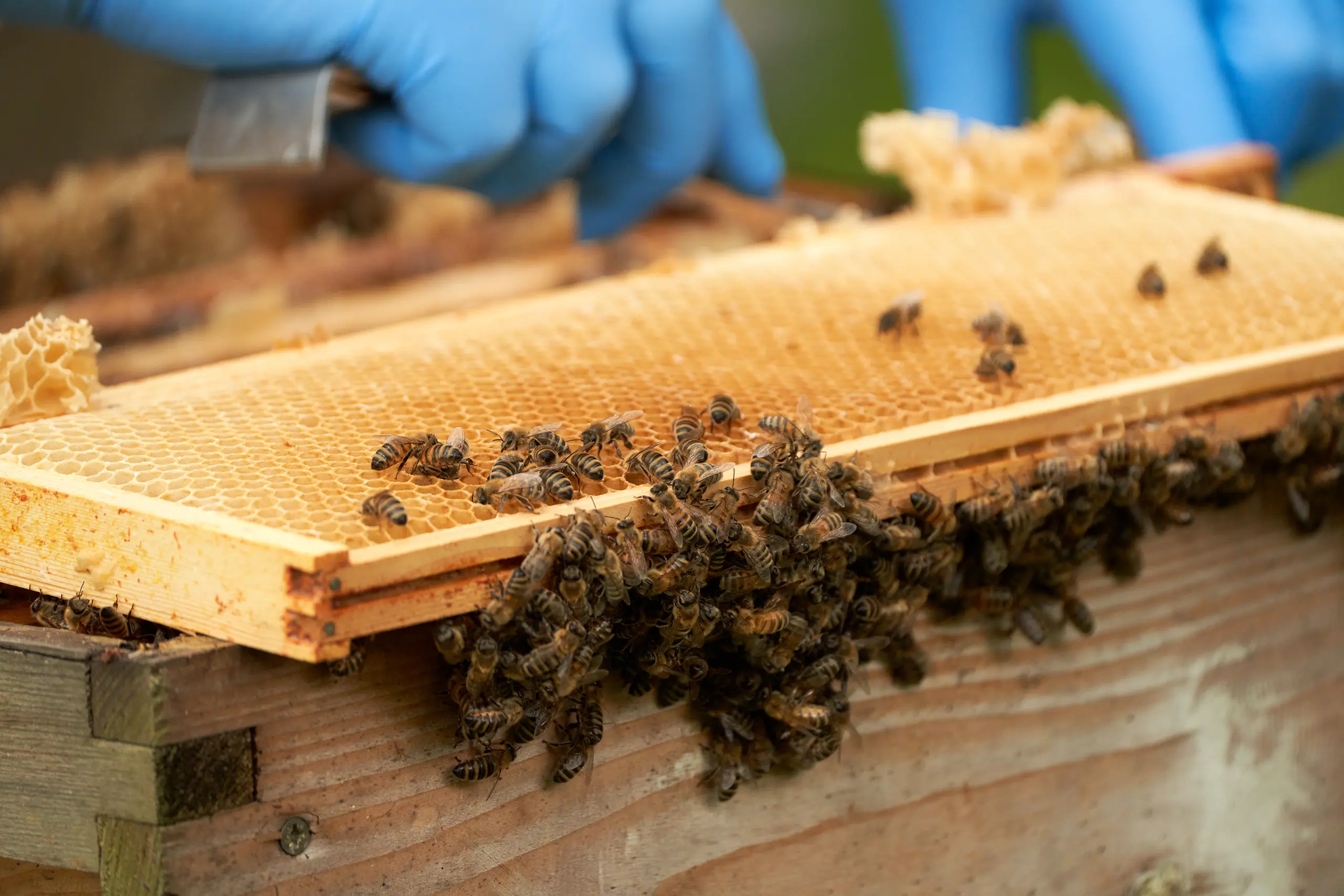 SML Heywood Distribution Park Bees