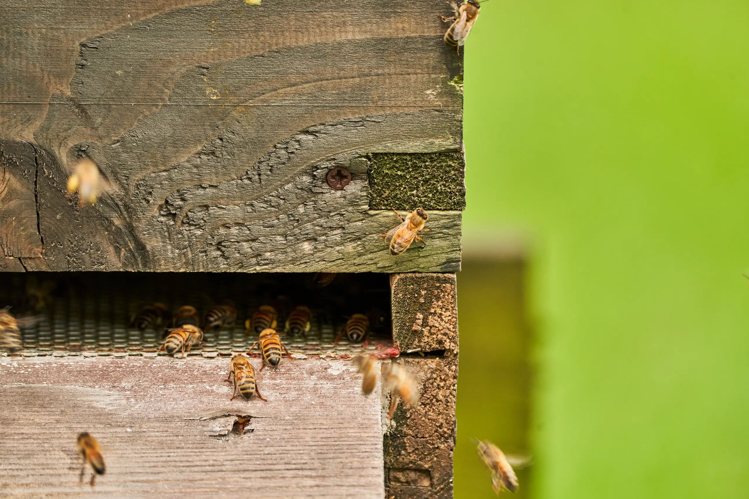 SML Heywood Distribution Park Bees