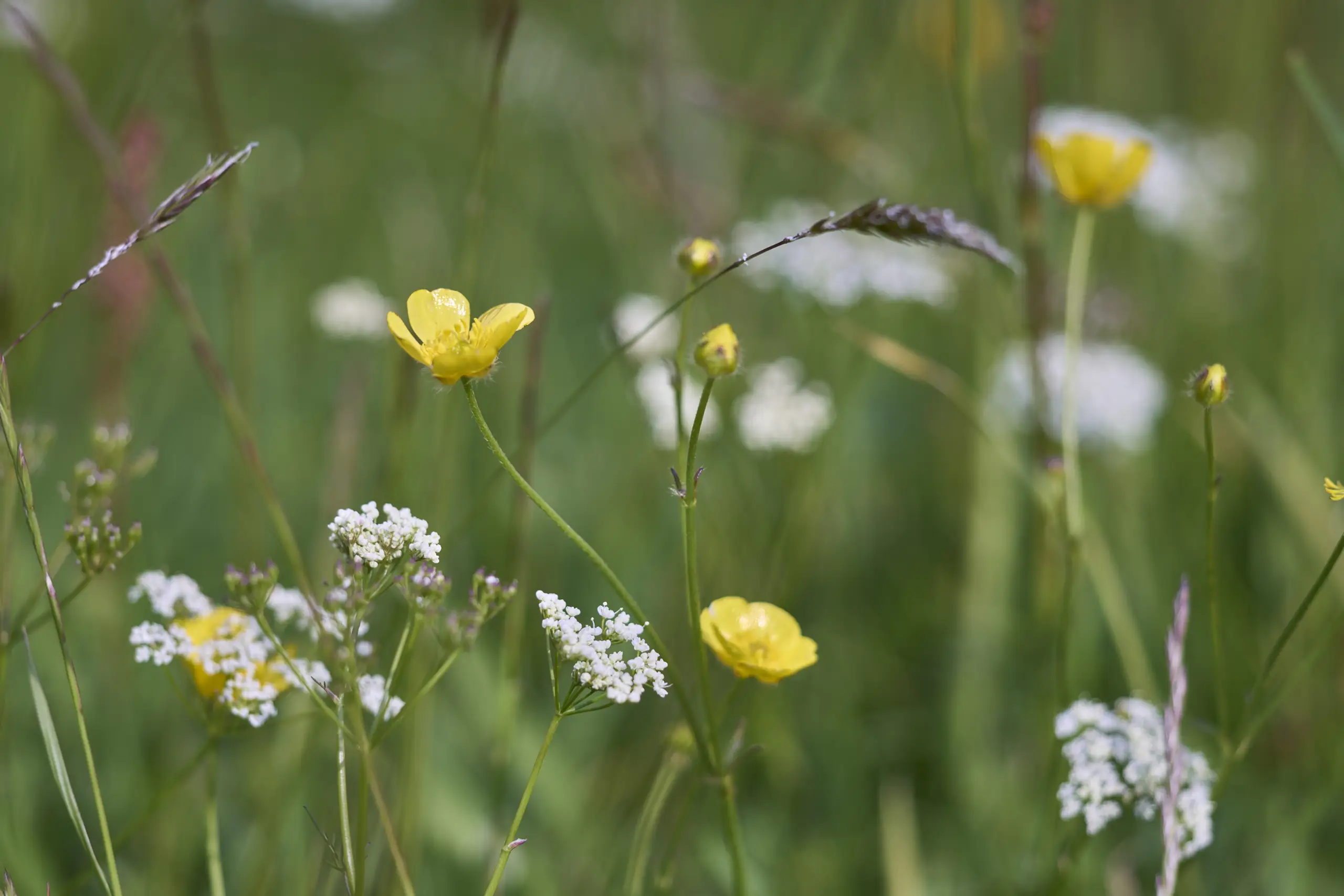 Muker Wildflower Close Up