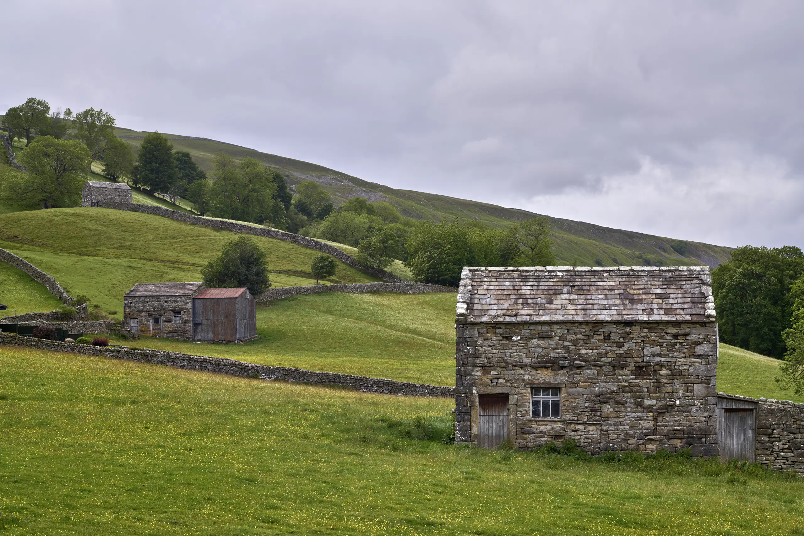 Traditional Swaledale stone barn standing in Muker wildflower meadows with trees and hillside in the Yorkshire Dales.